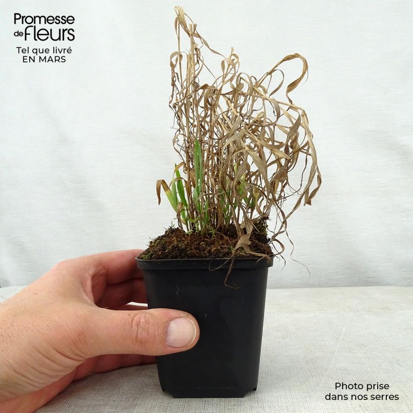 Melica altissima Atropurpurea 8/9 cm pot sample as delivered in spring
