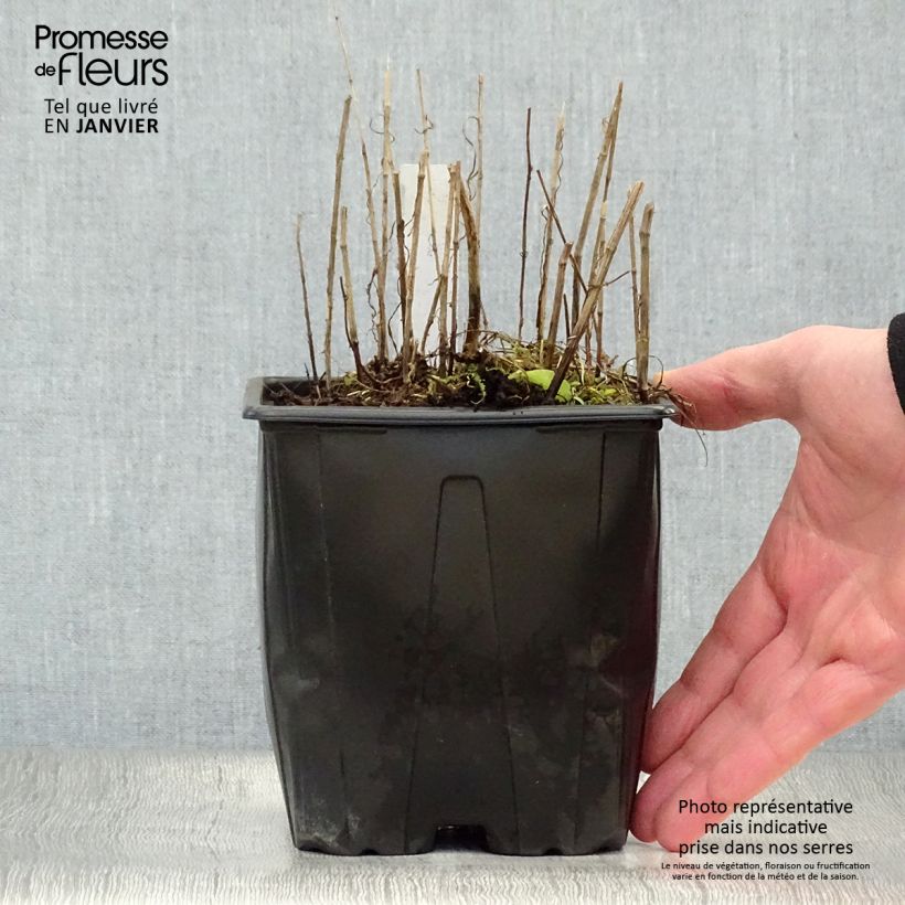 Melica altissima Atropurpurea 2L/3L pot sample as delivered in winter