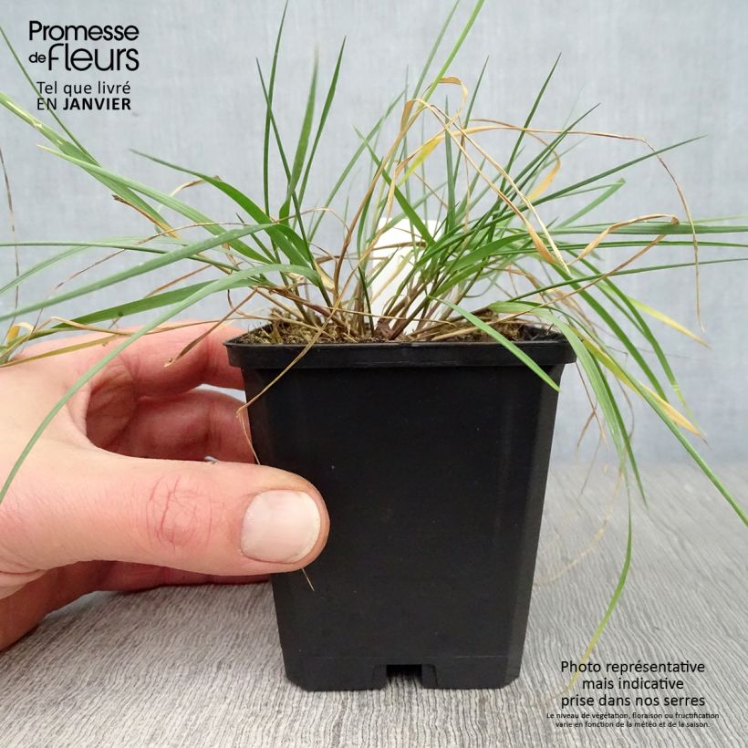 Melica ciliata 8/9 cm pot sample as delivered in winter