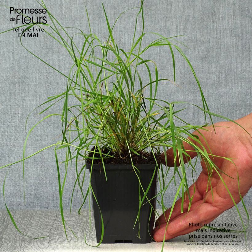 Melica ciliata 8/9 cm pot sample as delivered in spring