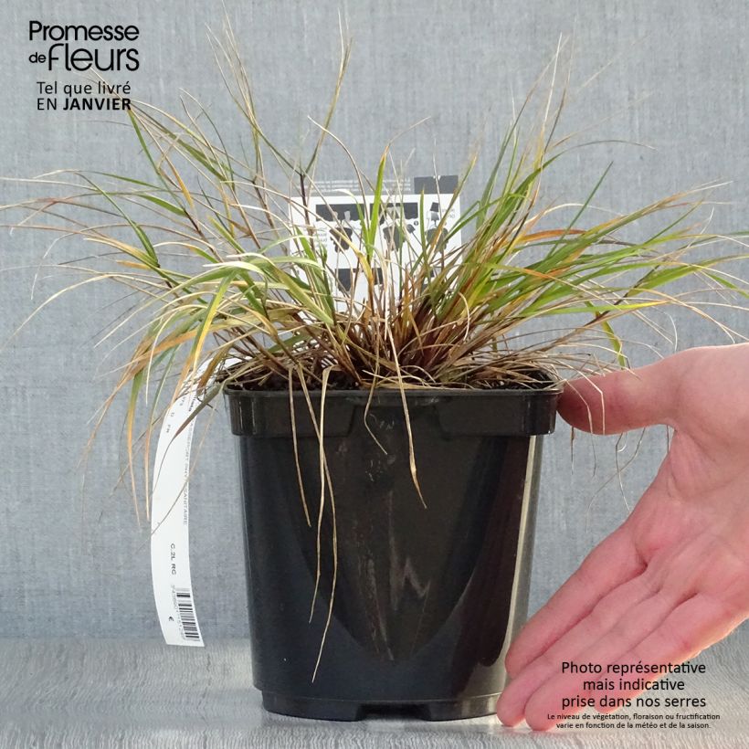 Melica ciliata 2L/3L pot sample as delivered in winter