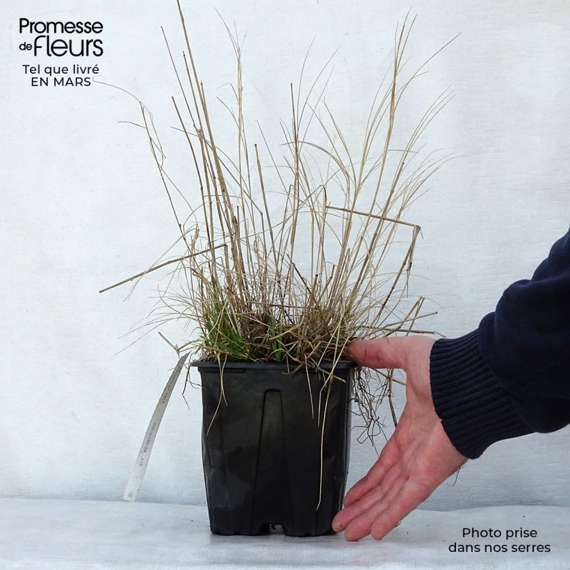 Melica ciliata 2L/3L pot sample as delivered in spring