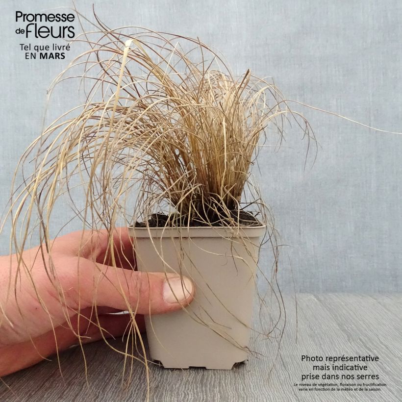 Melinis nerviglumis 8/9 cm pot sample as delivered in spring