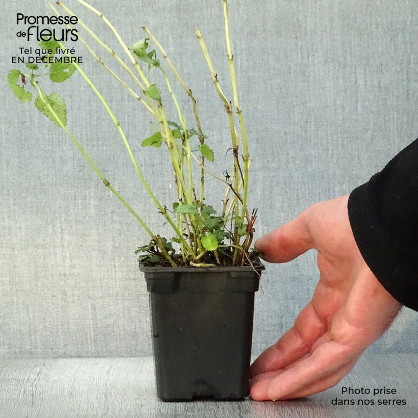 Melissa officinalis sample as delivered in winter