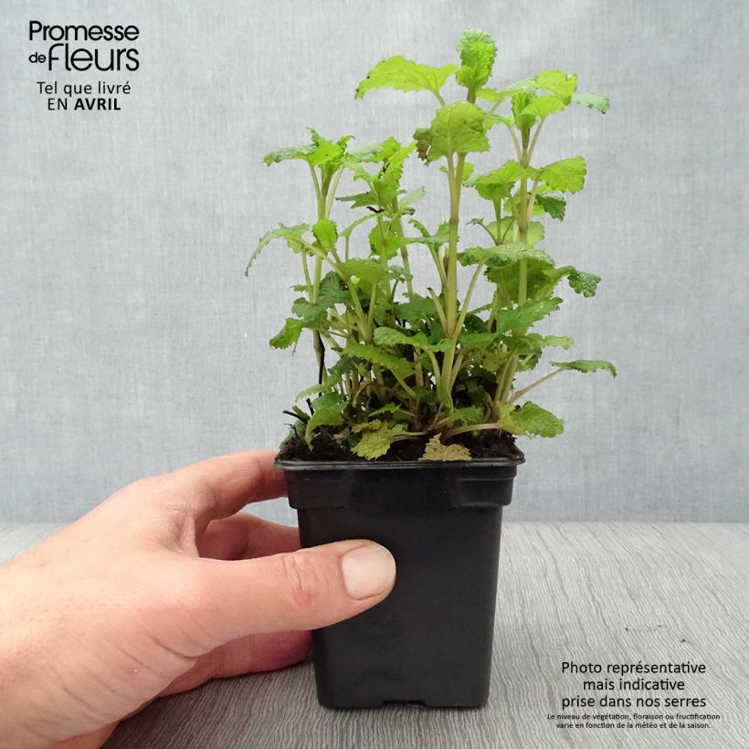 Melissa officinalis sample as delivered in spring