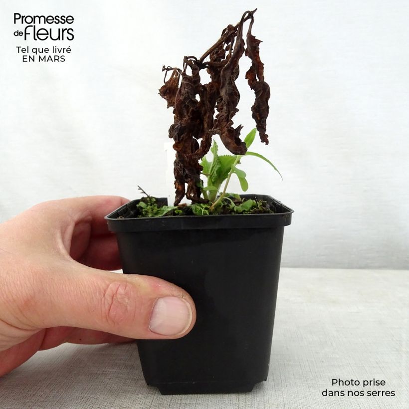 Melittis melissophyllum 8/9 cm pot sample as delivered in spring