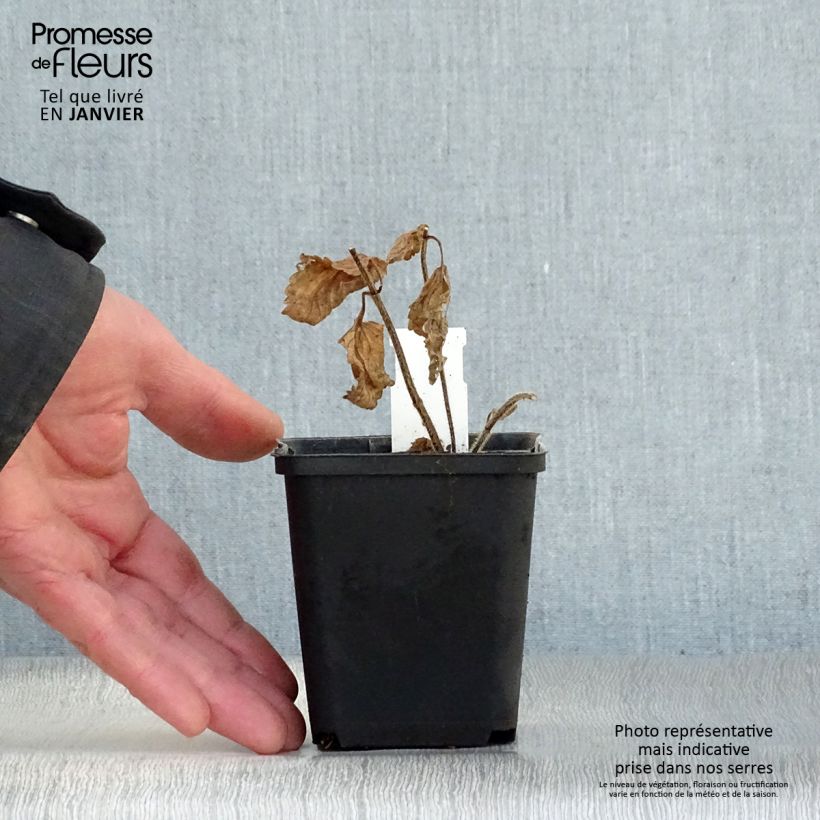 Melittis melissophyllum Alba 8/9 cm pot sample as delivered in winter