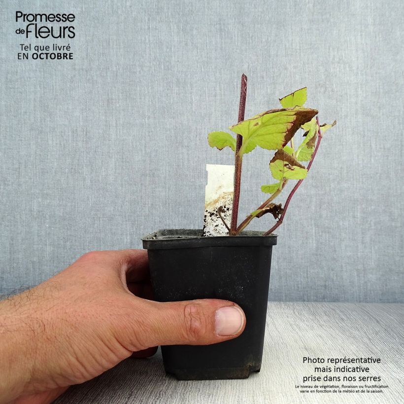 Melittis melissophyllum Alba 8/9 cm pot sample as delivered in autumn
