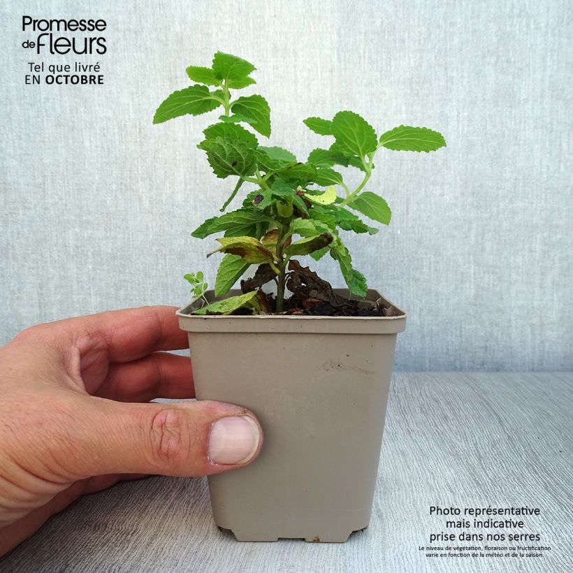 Melittis melissophyllum 8/9 cm pot sample as delivered in autumn