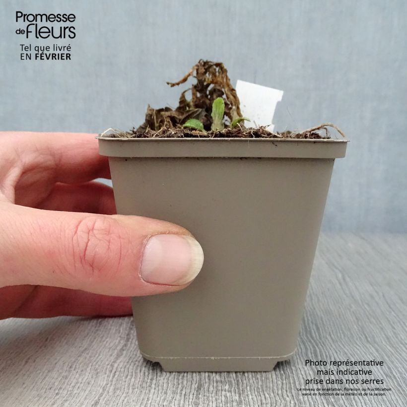 Melittis melissophyllum 8/9 cm pot sample as delivered in winter