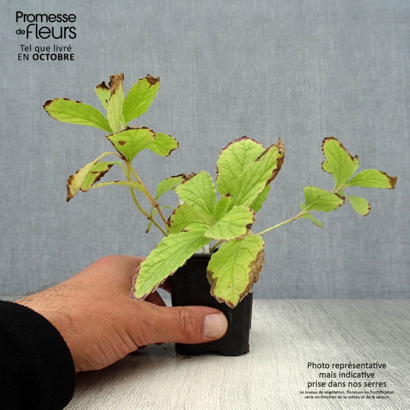 Melittis melissophyllum Royal Velvet 8/9 cm pot sample as delivered in autumn