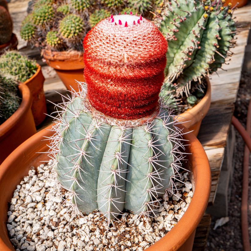 Melocactus azureus - Blue melon cactus (Plant habit)