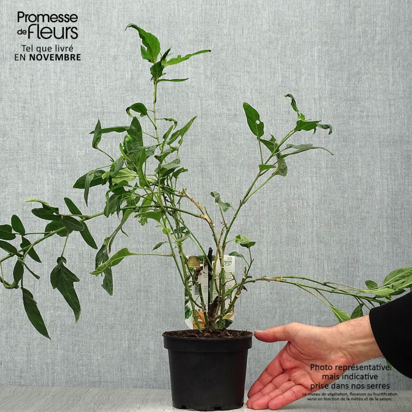 Pear Melon - Pepino - Solanum muricatum 1.5L/2L pot sample as delivered in autumn