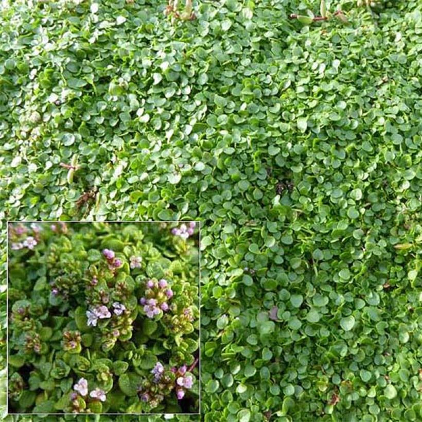 Mentha requienii - Mint (Flowering)