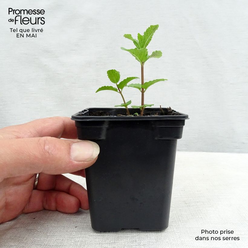 Mentha Algerienne 7/8 cm pot sample as delivered in spring