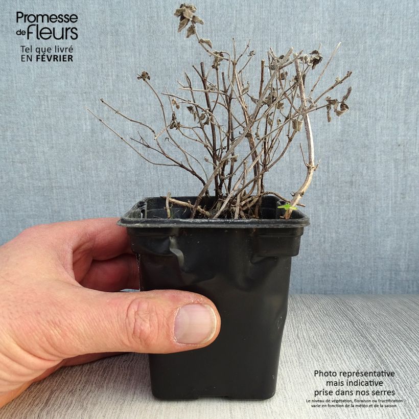 Mentha piperita officinalis Alba - Mint 8/9 cm pot sample as delivered in winter