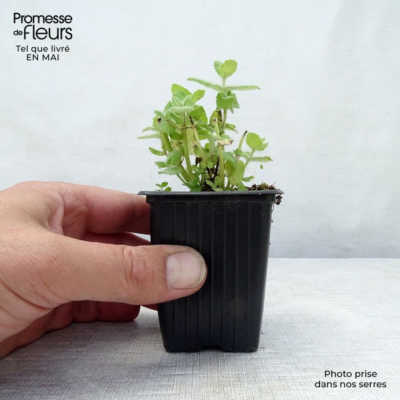 Mentha piperita officinalis Alba - Mint 8/9 cm pot sample as delivered in spring