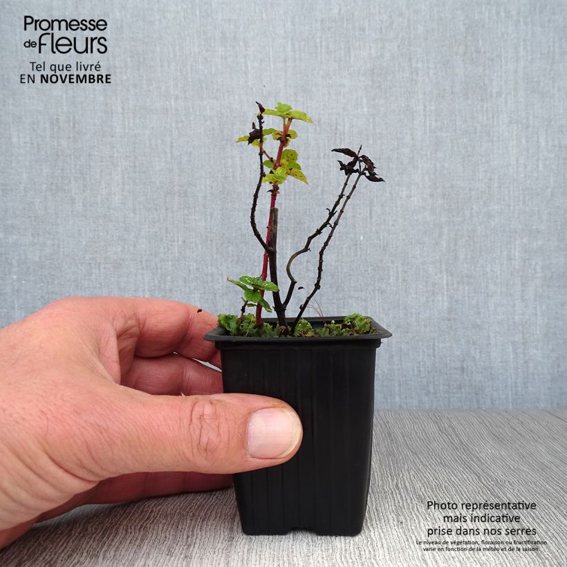Mentha haplocalyx - Mint 8/9 cm pot sample as delivered in autumn