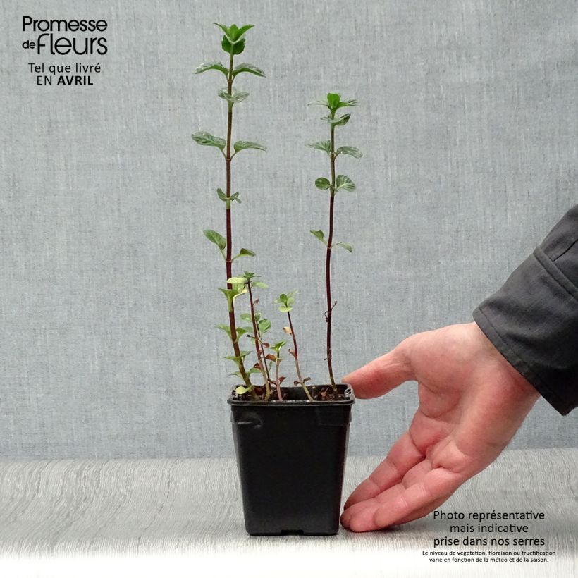 Cologne Water Mint BIO - Mentha citrata Cologne Water 7/8 cm pot sample as delivered in spring