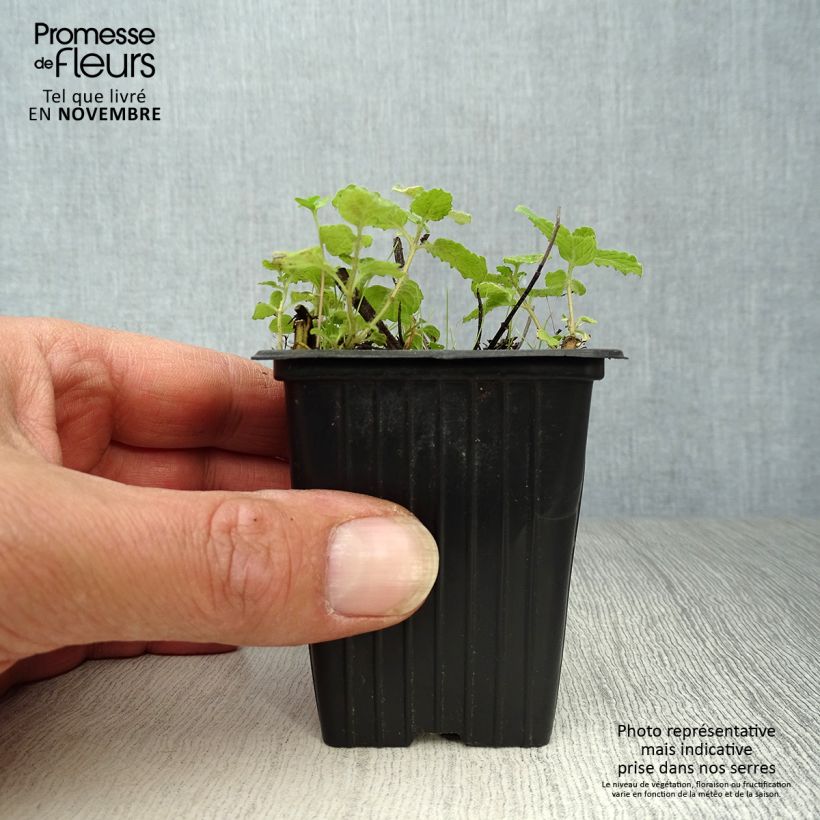Organic Mentha spicata Fraise 7/8 cm pot sample as delivered in autumn