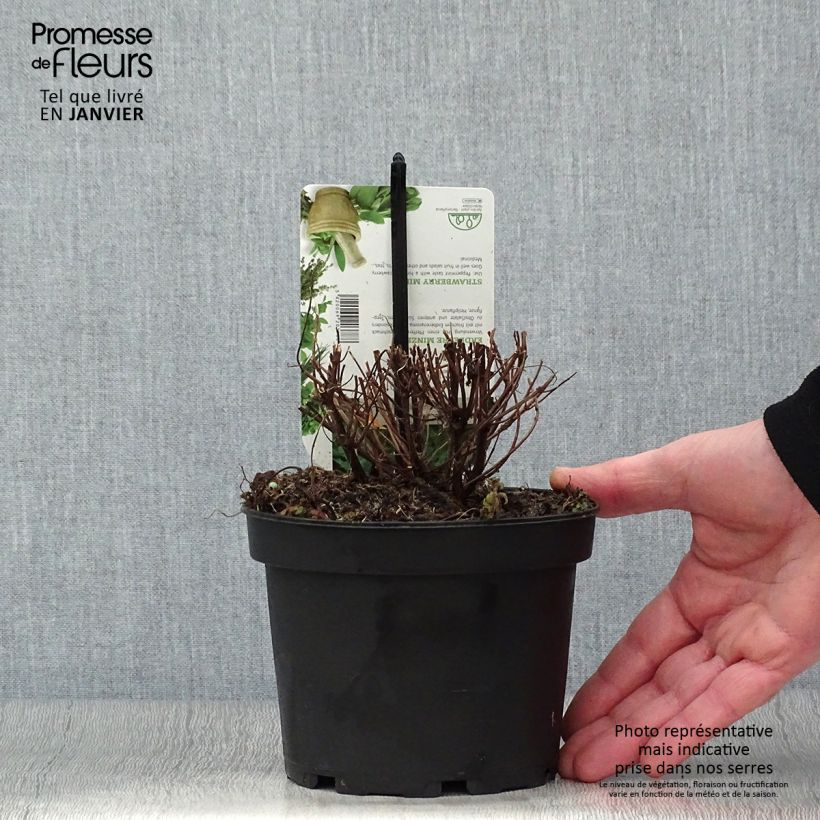 Mentha spicata Fraise 1.5L/2L pot sample as delivered in winter