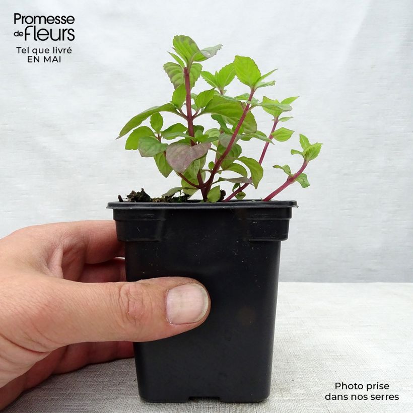 Organic Mentha piperita Ginger 7/8 cm pot sample as delivered in spring