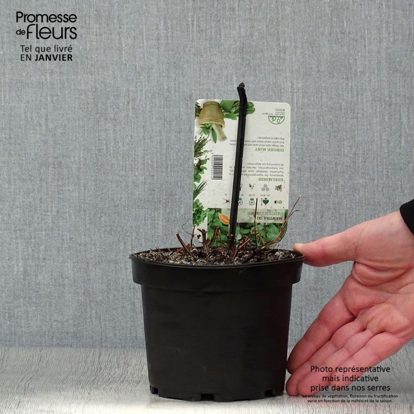 Mentha piperita Ginger 1.5L/2L pot sample as delivered in winter