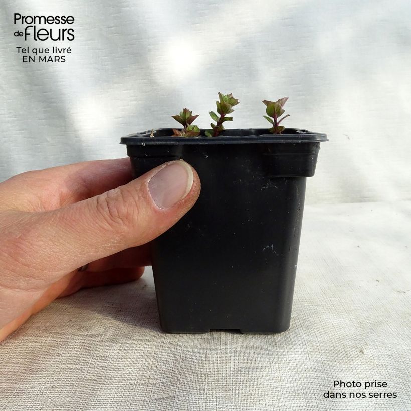 Mentha citrata Goût d'Orange 8/9 cm pot sample as delivered in spring