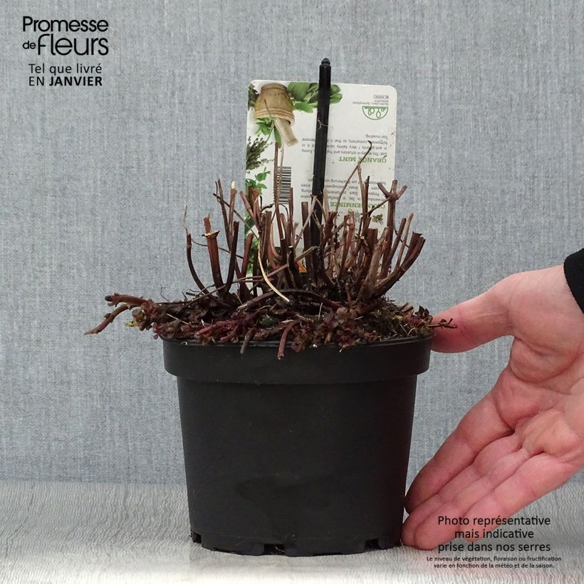 Mentha citrata Goût d'Orange 1.5L/2L pot sample as delivered in winter