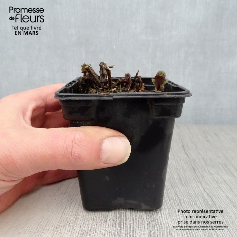 Mentha spicata Wintergreen - Mint 8/9 cm pot sample as delivered in spring