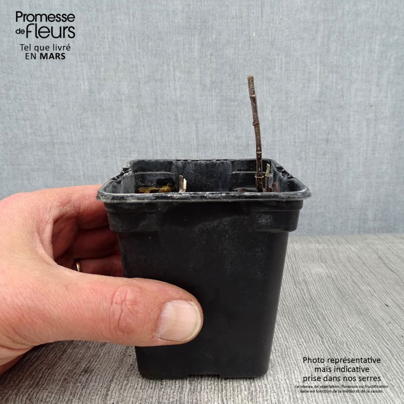 Mentha spicata Wintergreen - Mint 8/9 cm pot sample as delivered in winter