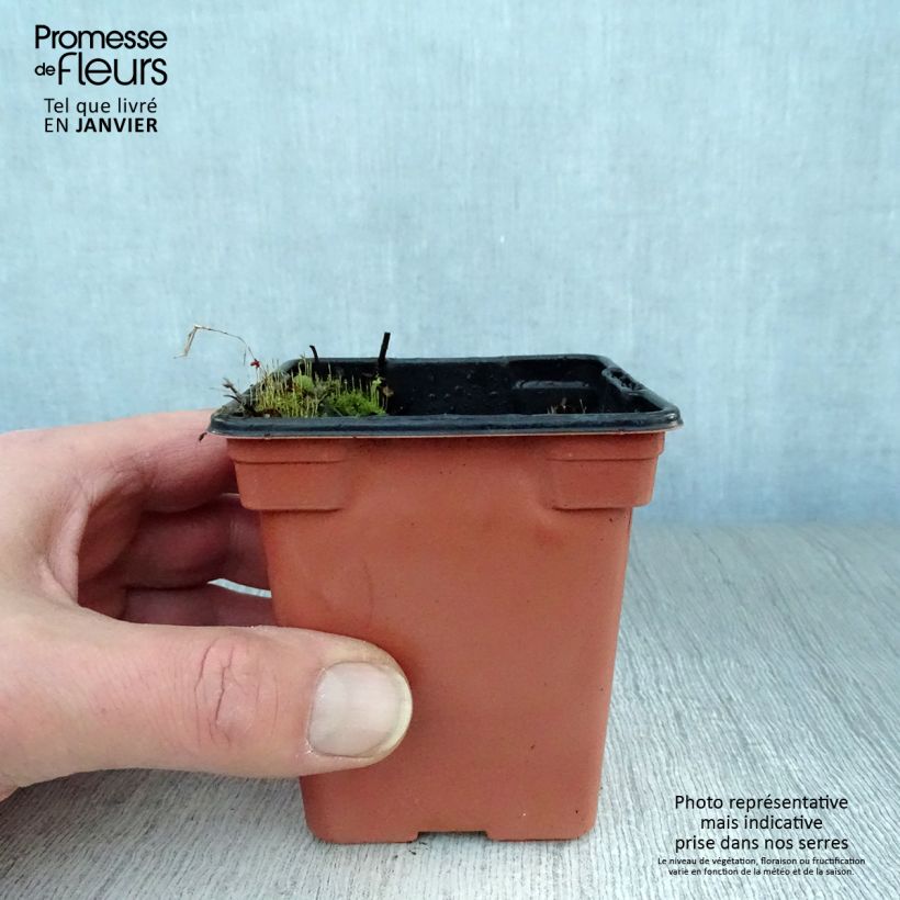 Organic Mentha hemingwayensis Mojito 7/8 cm pot sample as delivered in winter