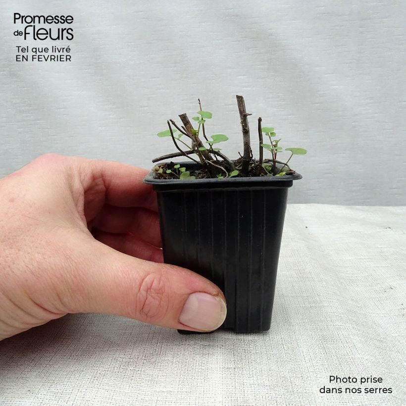 Mentha citrata Grapefruit 7/8 cm pot sample as delivered in winter
