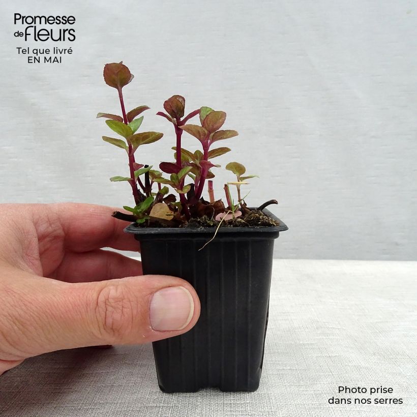 Mentha citrata Grapefruit 7/8 cm pot sample as delivered in spring