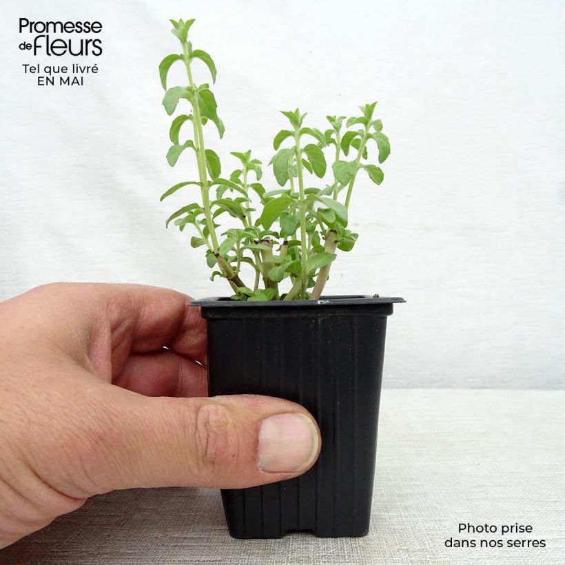 Mentha pulegium 8/9 cm pot sample as delivered in spring