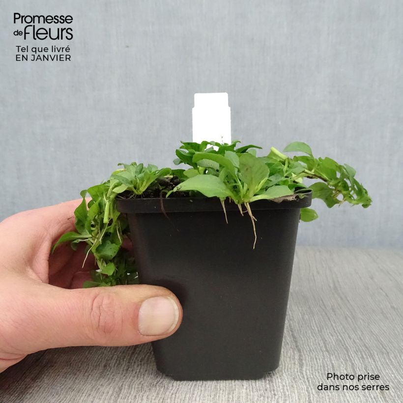 Mentha pulegium 8/9 cm pot sample as delivered in winter
