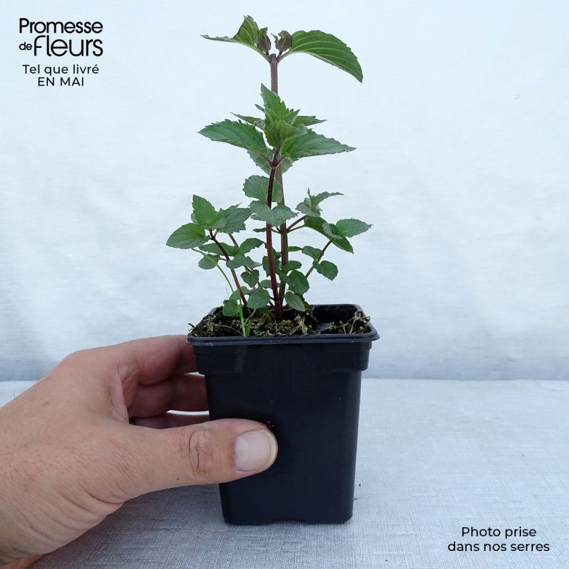 Mentha piperita Réglisse 7/8 cm pot sample as delivered in spring