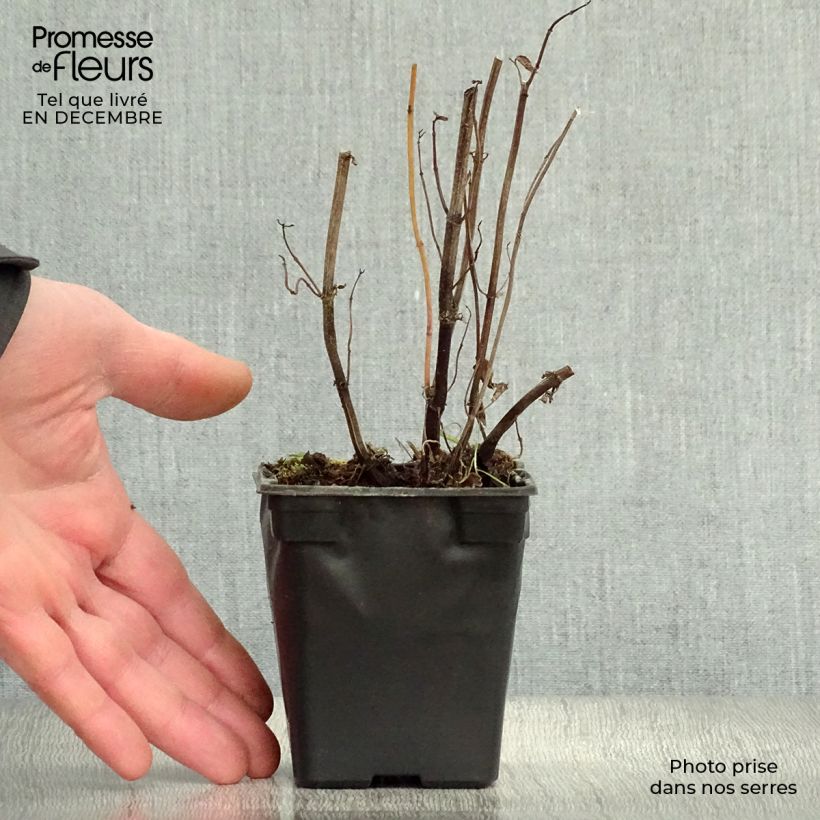 Mentha spicata Russe 7/8 cm pot sample as delivered in winter