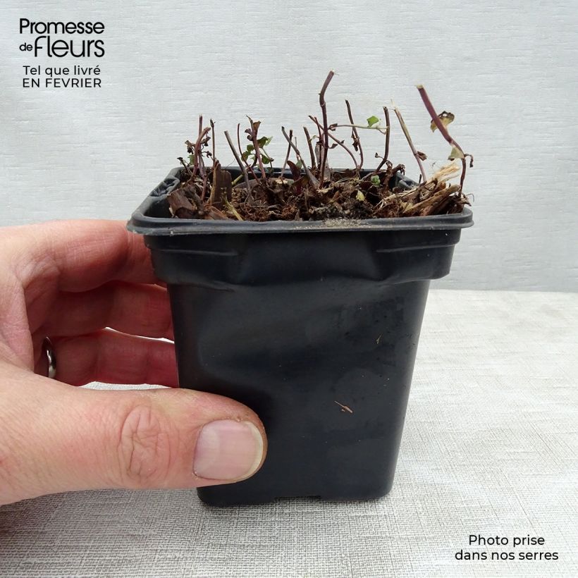 Mentha Tunisienne 8/9 cm pot sample as delivered in winter