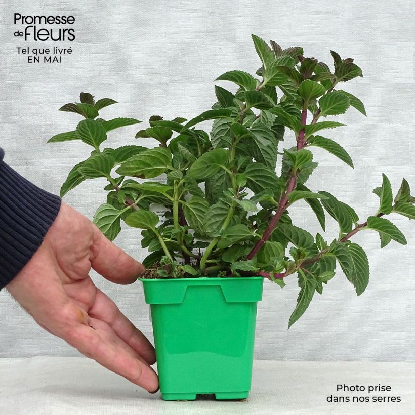 Mentha piperita Citaro 10cm/11cm pot sample as delivered in spring