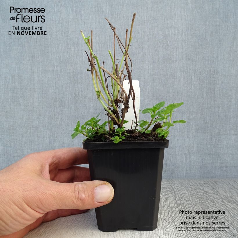 Water Mint - Mentha aquatica 8/9 cm pot sample as delivered in autumn