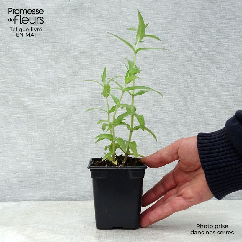 Buddleia Mint - Mentha longifolia Buddleja 8/9 cm pot sample as delivered in spring
