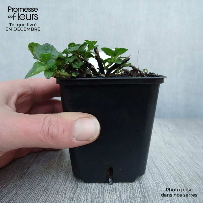 Chocolate Mint - Mentha x piperita schocominze 8/9 cm pot sample as delivered in winter