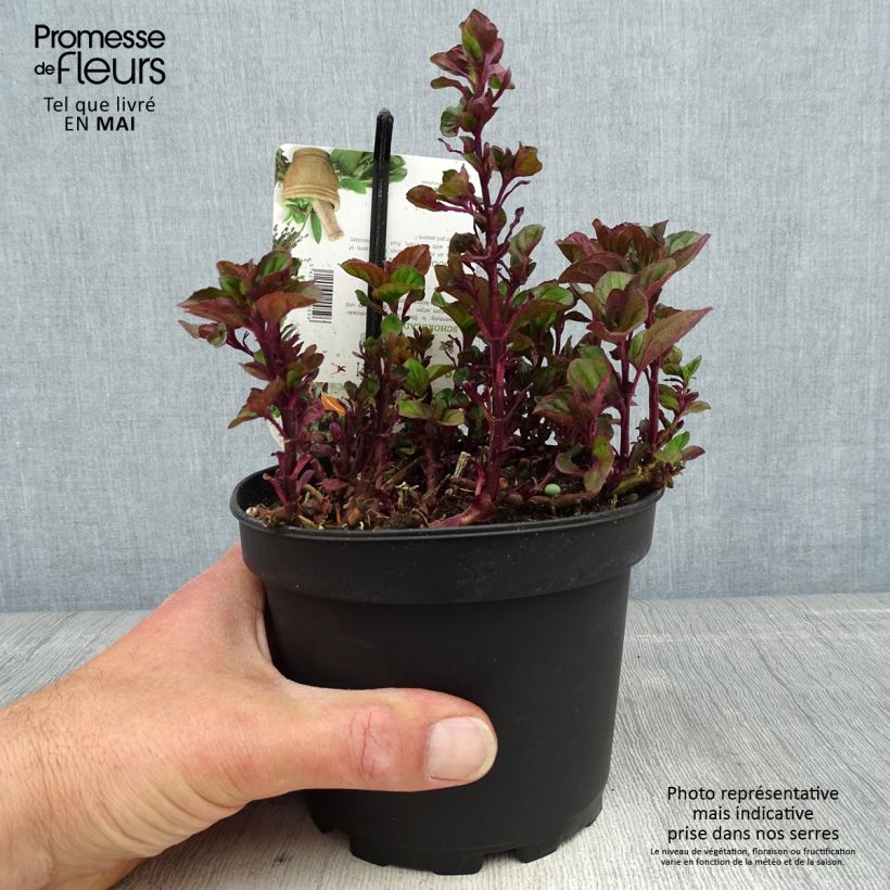 Chocolate Mint - Mentha x piperita schocominze 1.5L/2L pot sample as delivered in spring