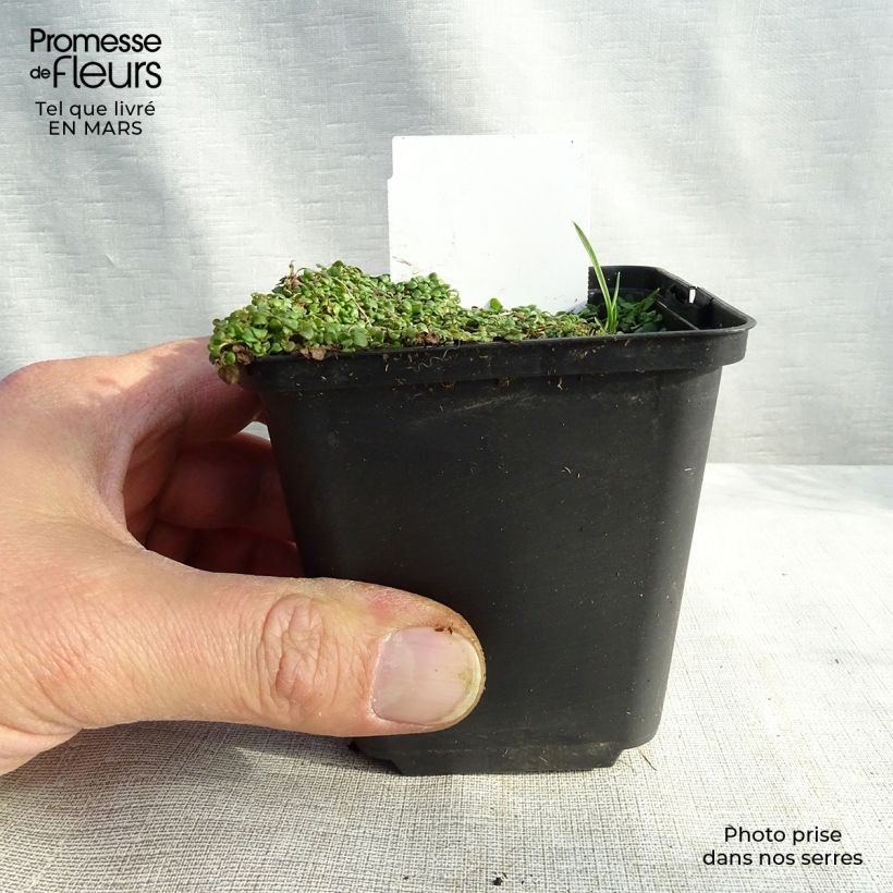 Mentha requienii - Mint 8/9 cm pot sample as delivered in winter