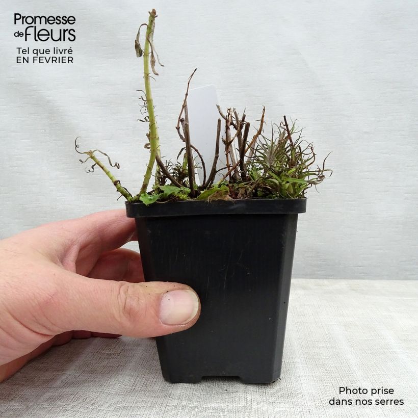 Hart's Pennyroyal - Mentha cervina 8/9 cm pot sample as delivered in winter