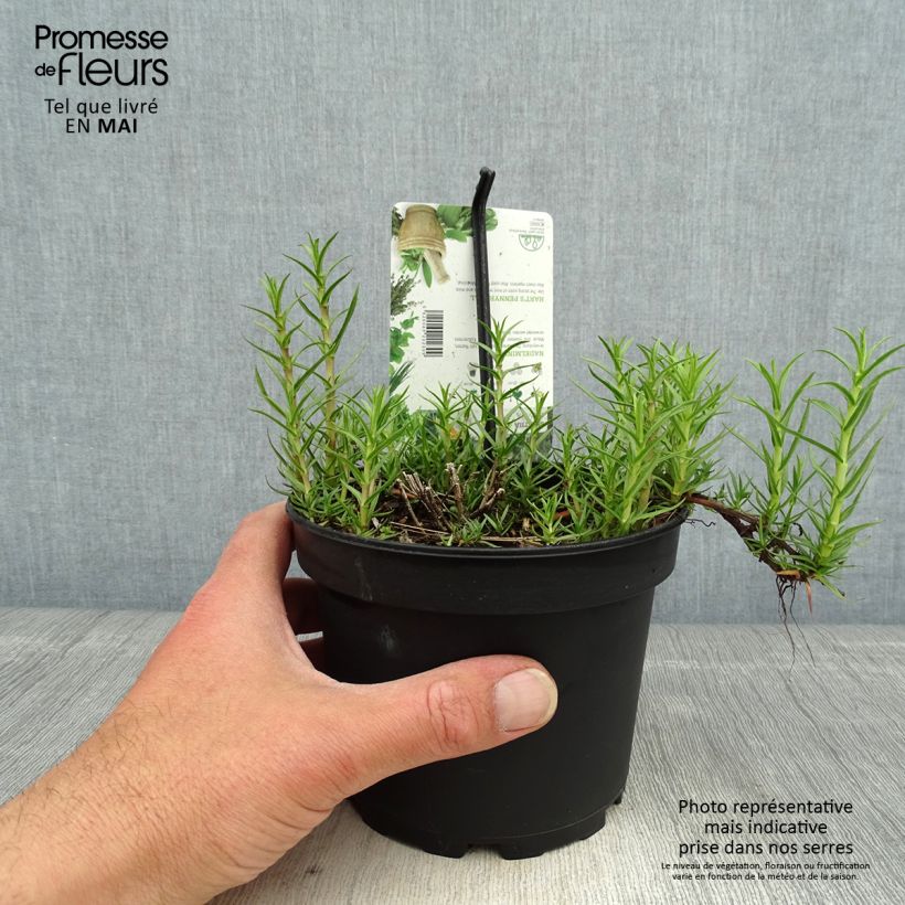 Hart's Pennyroyal - Mentha cervina 1.5L/2L pot sample as delivered in spring