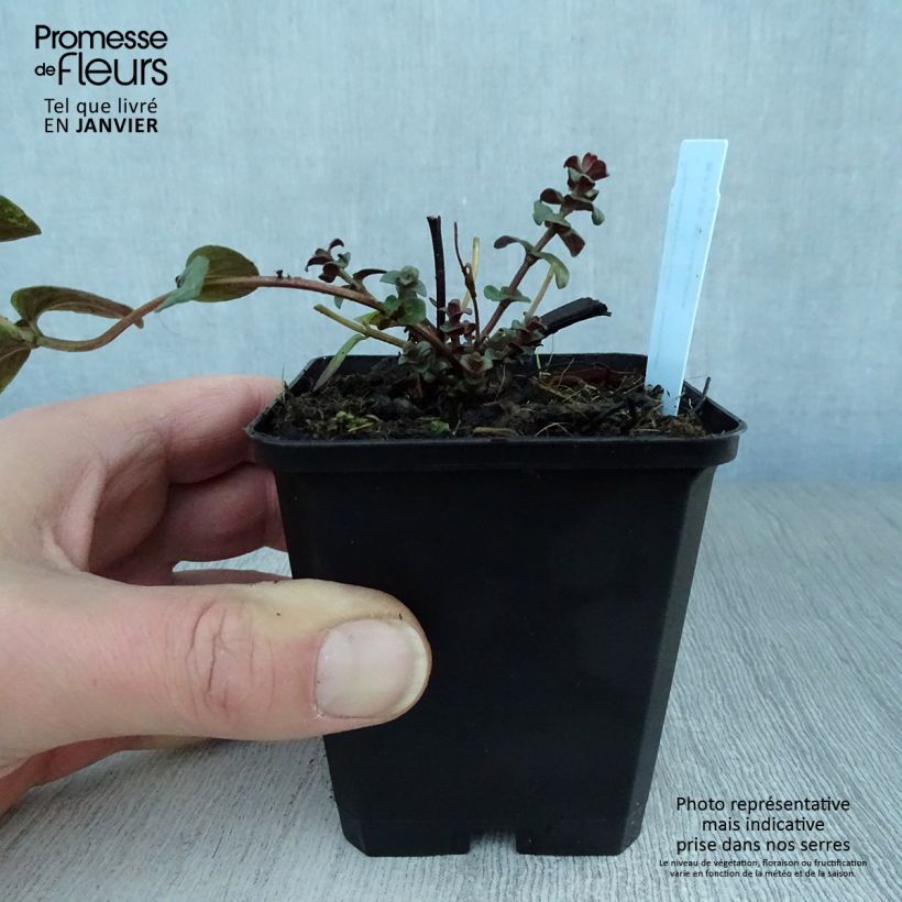 Pycnanthemum muticum - Mountain Mint 8/9 cm pot sample as delivered in winter