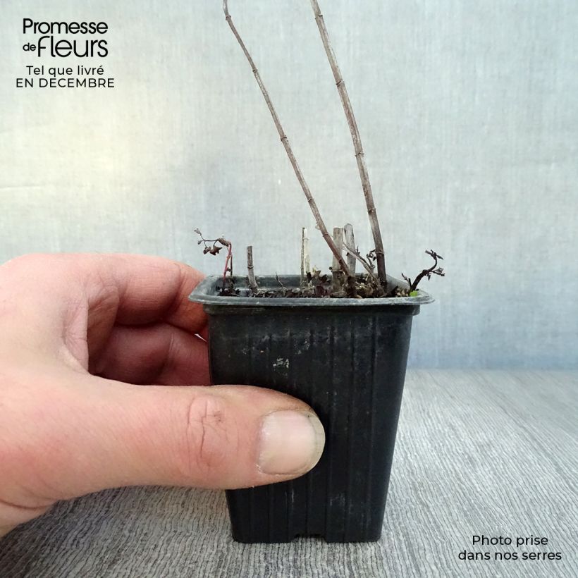 Example of Mentha espagnole 8/9 cm pot as you get in hiver