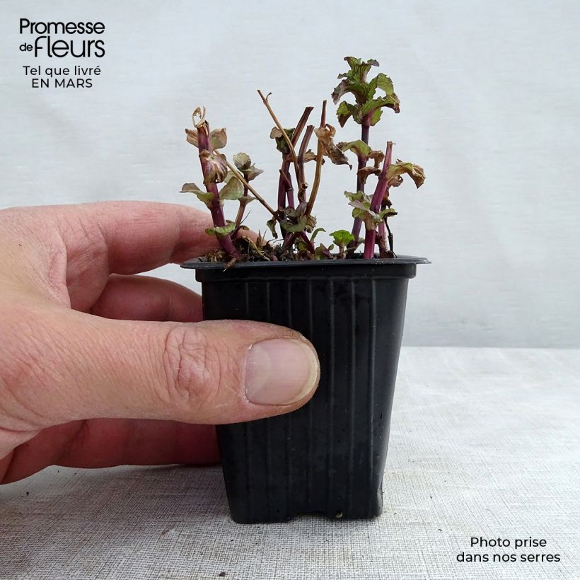Organic Curly or Crinkled Mint - Mentha spicata Crispa 8/9 cm pot sample as delivered in spring